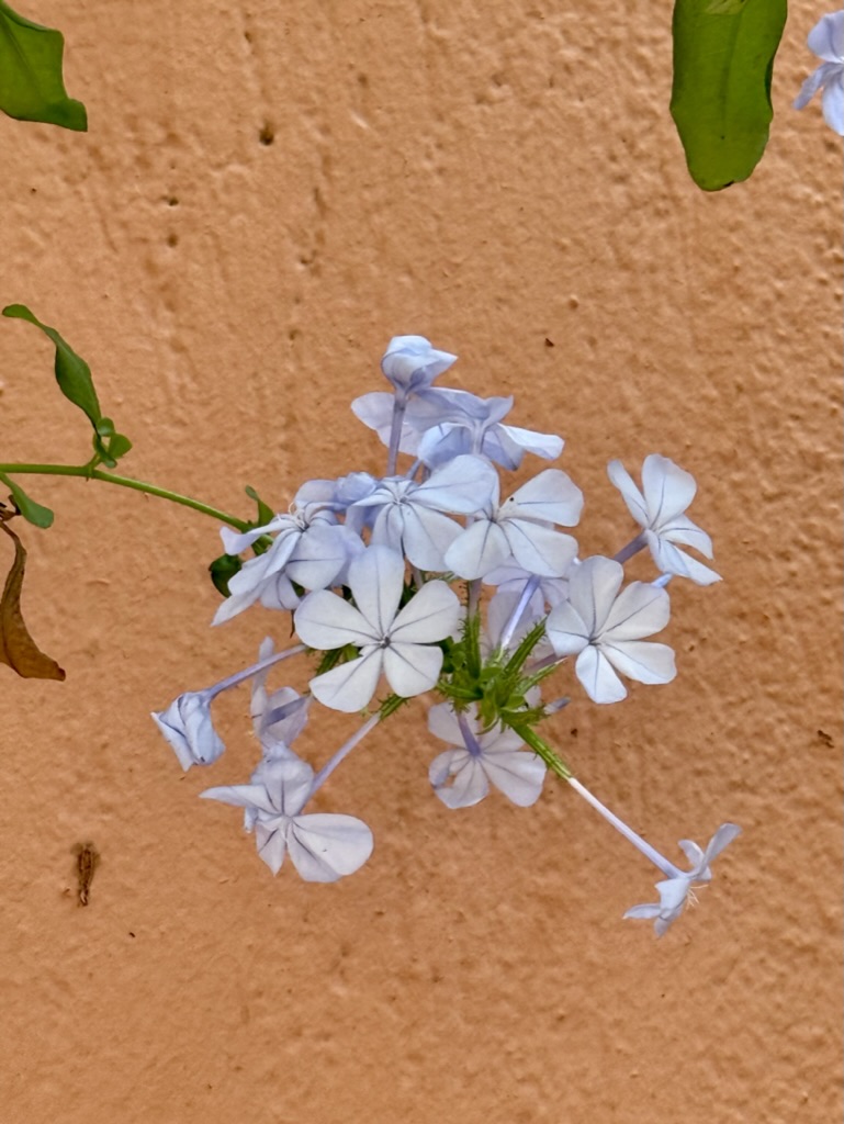 Ljuslila blomma mot en terracottafärgad husfasad