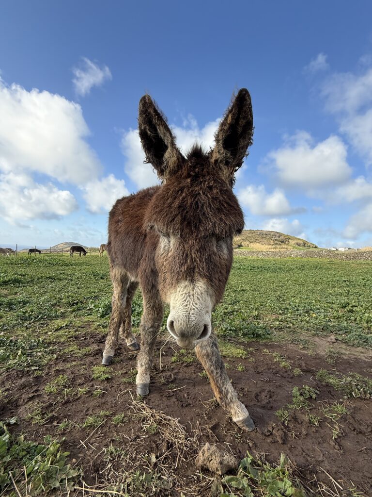 närbild på en åsna som står i en hage på ön Graciosa på Azorerna